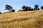 Nelle terre di Matilde - Sentiero da Rossena a Canossa.